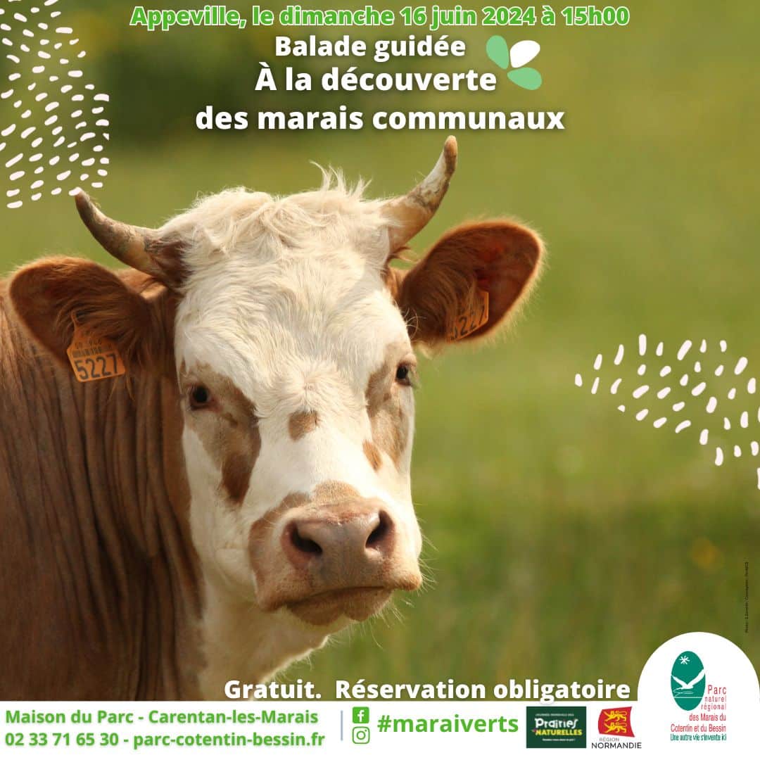 balade marais cotentin carentan