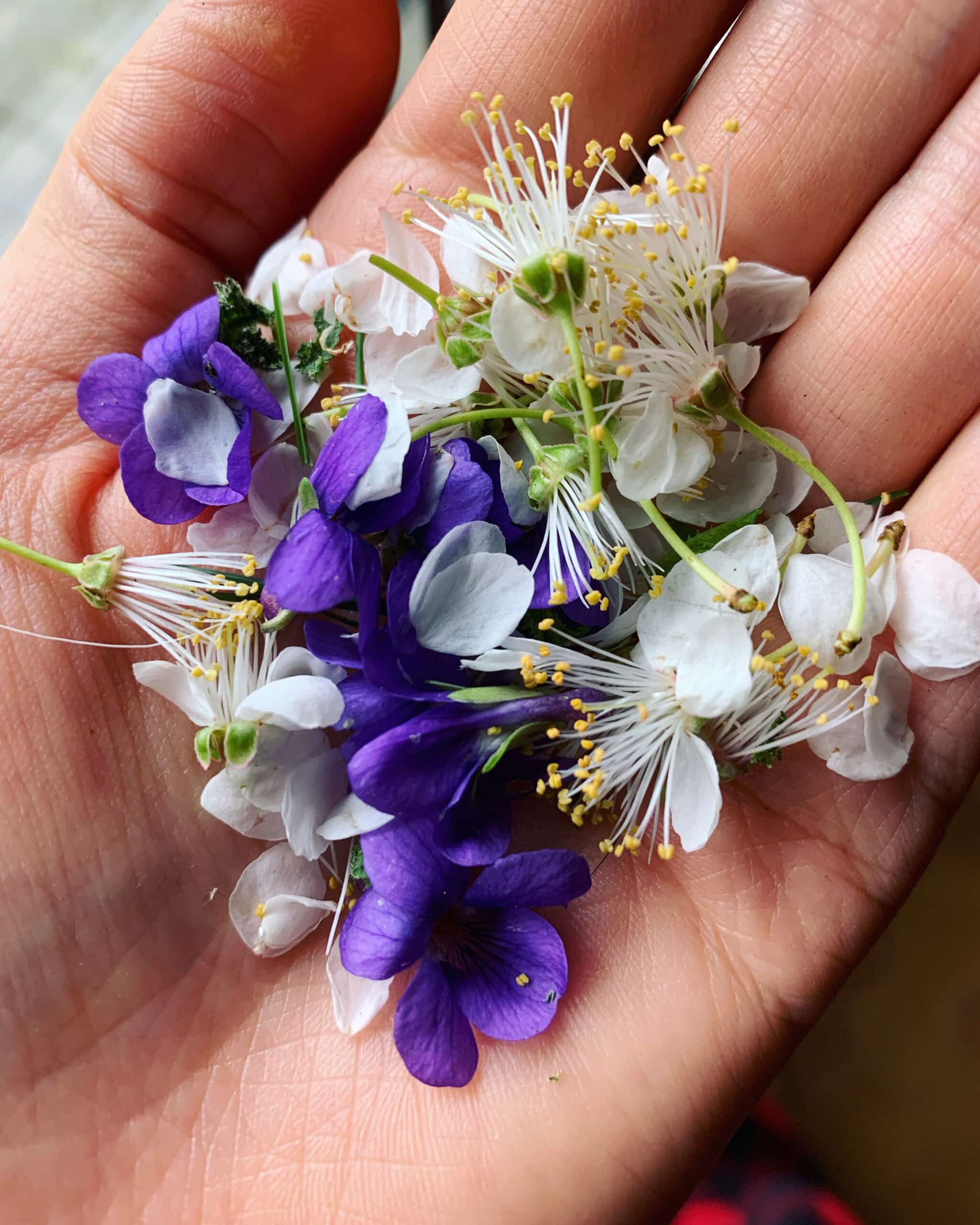 fleurs comestibles cotentin