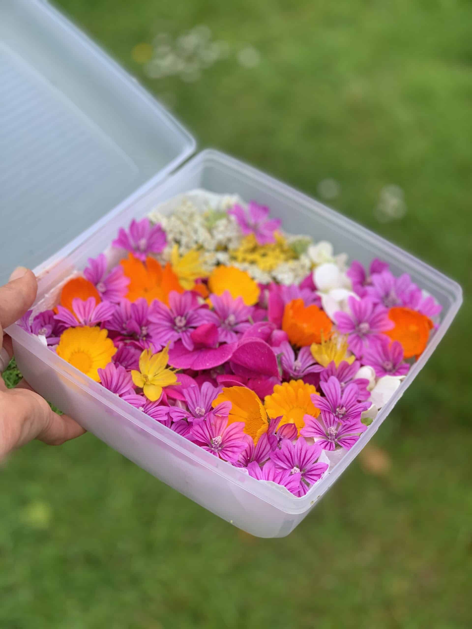 fleurs comestibles cotentin